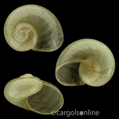 IMG_detallada/Vitrina pellucida.jpg